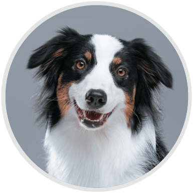 Pawsitive https://www.tiergesundheit-hembergen.de/wp-content/uploads/2019/07/hero_image_02.png