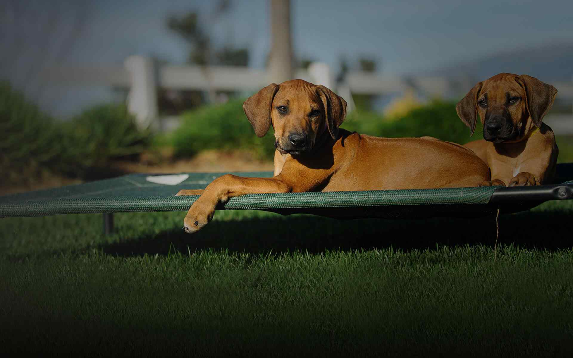 background_about_us https://www.tiergesundheit-hembergen.de/wp-content/uploads/2019/08/background_about_us.jpg